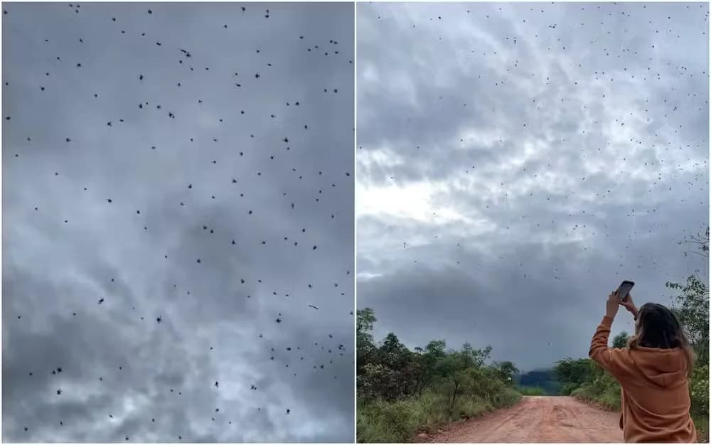 VÍDEO: &#8220;Chuva de aranhas&#8221; em MG viraliza na internet; entenda o fenômeno