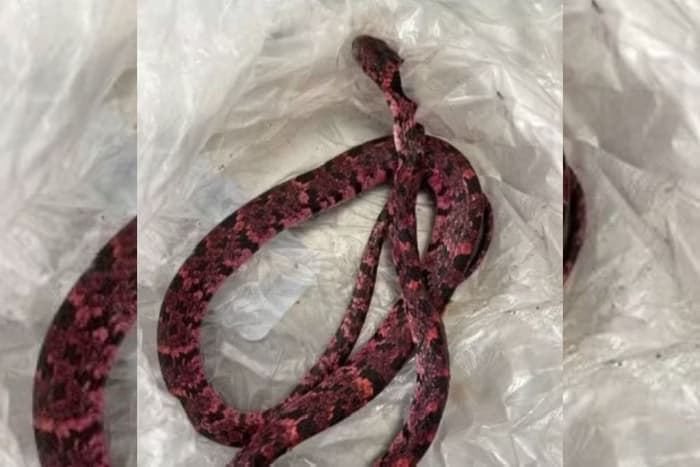 Homem engole cobra, passa mal e vomita animal pós ressaca no Ceará