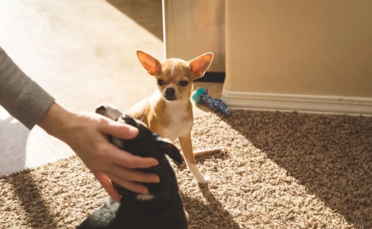 Cachorros sentem ciúmes? Especialistas explicam atitudes caninas