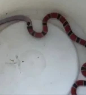 VÍDEO: Cobra-coral &#8216;vomita&#8217; presa após resgate em quintal de casa em SC