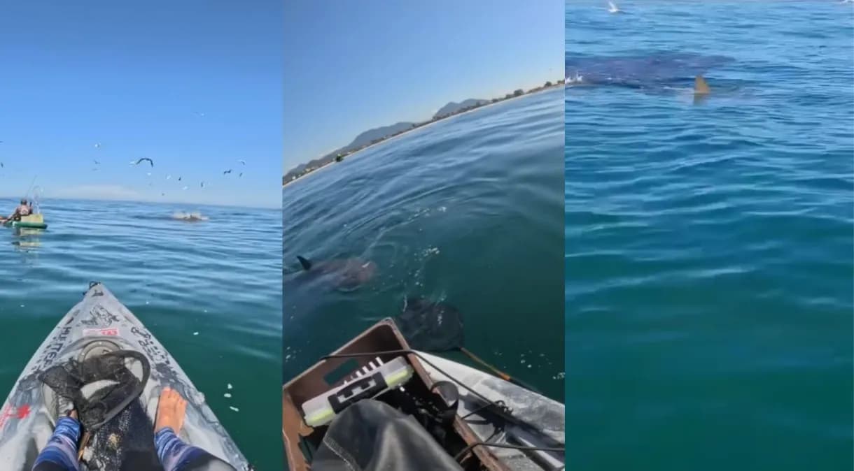 VÍDEO: Pescador é cercado por tubarões em mar, no Rio de Janeiro: &#8220;Ele estava seguindo o rastro&#8221;