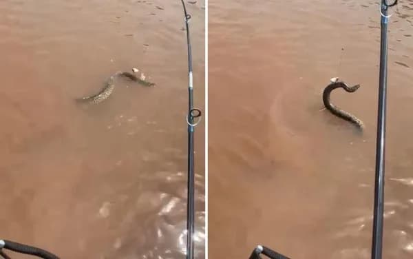 VÍDEO: Homem “pesca” sucuri durante passeio com turistas no rio Araguaia