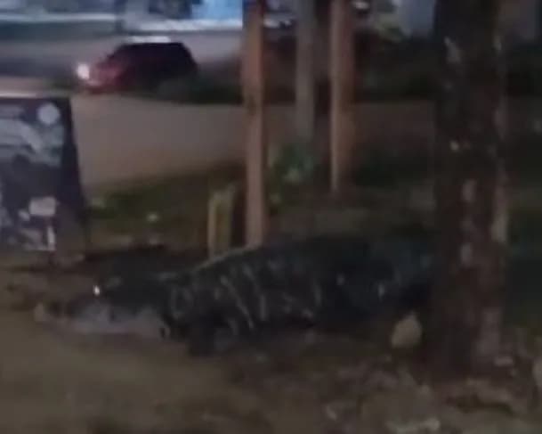 VÍDEO: Jacaré gigante é flagrado passeando em Porto Velho &#8220;É o Dony&#8221;