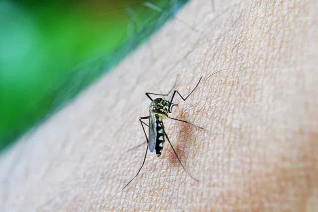 Casos de dengue: Amazonas registra queda de 51% nos 2 primeiros meses de 2025