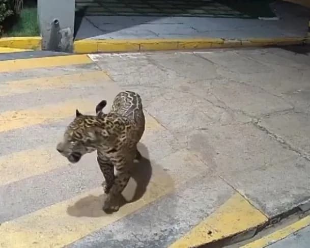 VÍDEO: Onça assusta moradores de condomínio no Maranhão