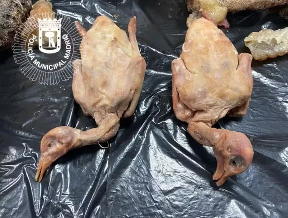 &#8220;Restaurante do terror&#8221;, que vendia pombo como se fosse pato, e carne podre, é fechado na Espanha