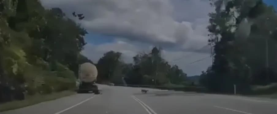 VÍDEOS: motorista faz xixi na beira da estrada e é atacado por pantera na Malásia