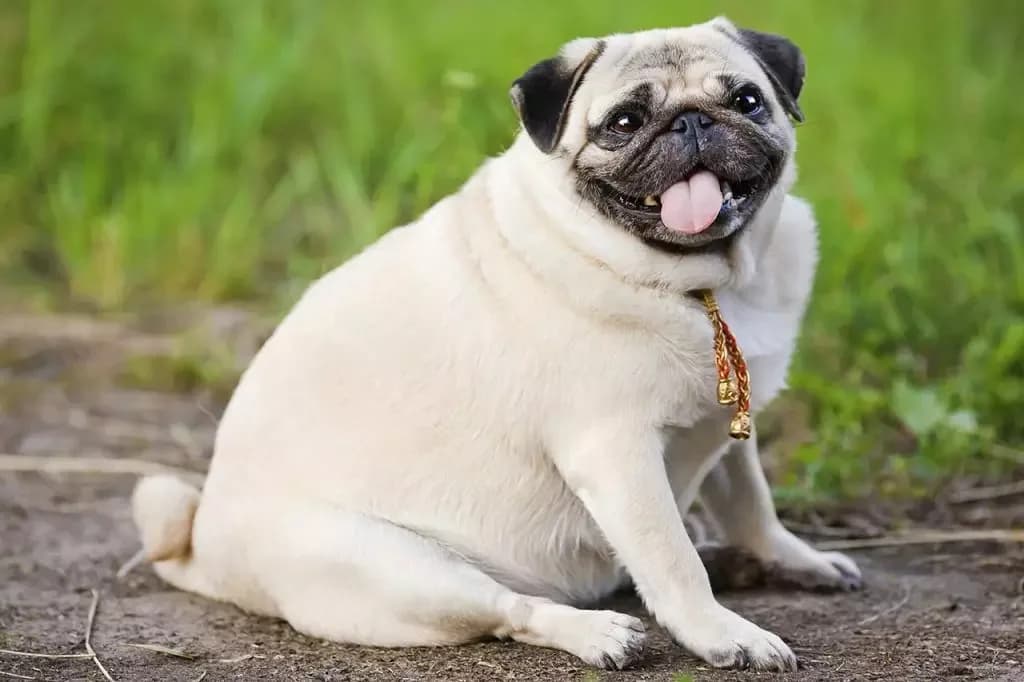 Obesidade canina: como ajudar seu cão a perder peso com segurança