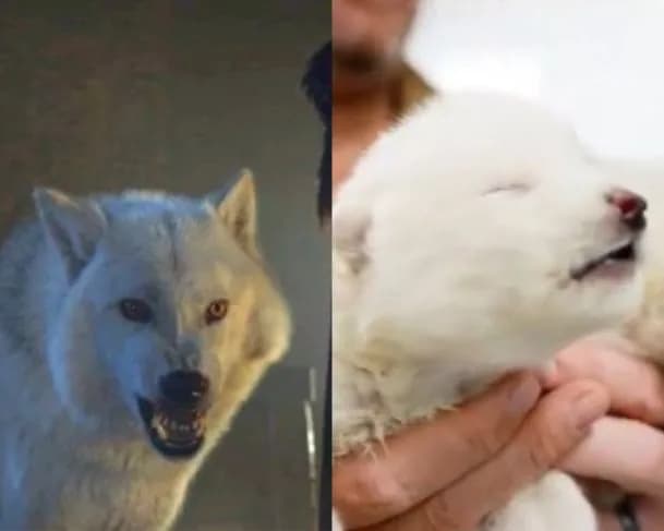 Lobo de &#8220;Game of Thrones&#8221; extinto há 13 mil anos volta a vida por meio de biotecnologia