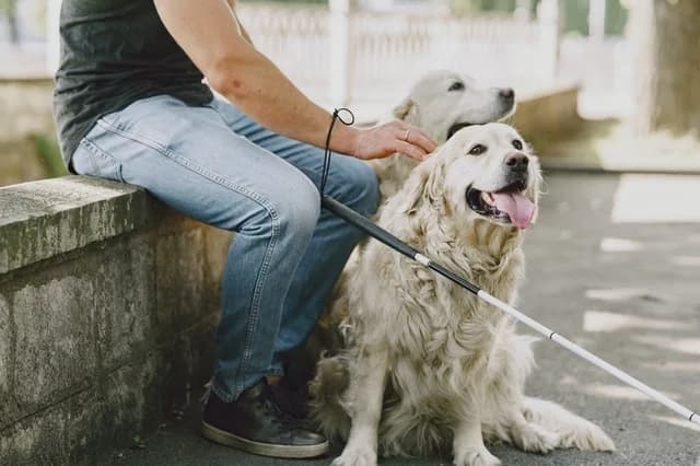 Cão-guia: A importância dos animais que ajudam na inclusão e 3 curiosidades!