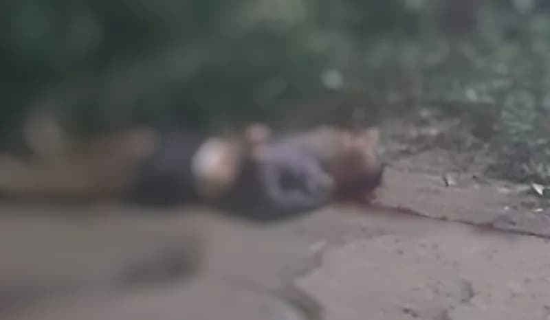 Pistoleiro estoura cabeça de homem com 4 tiros em Manaus