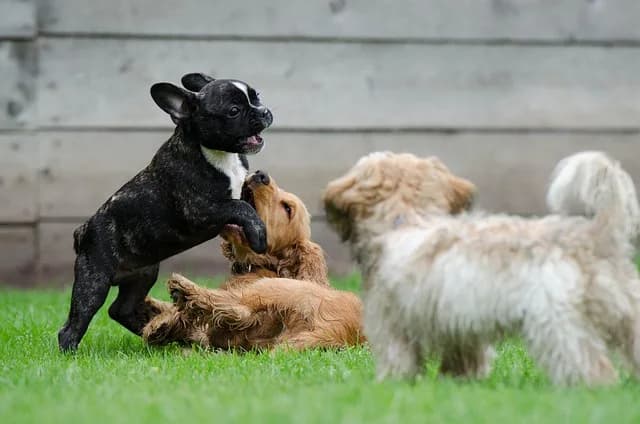 &#8216;Dia Bom pra Cachorro&#8217; terá atividades para pets neste domingo; confira programação
