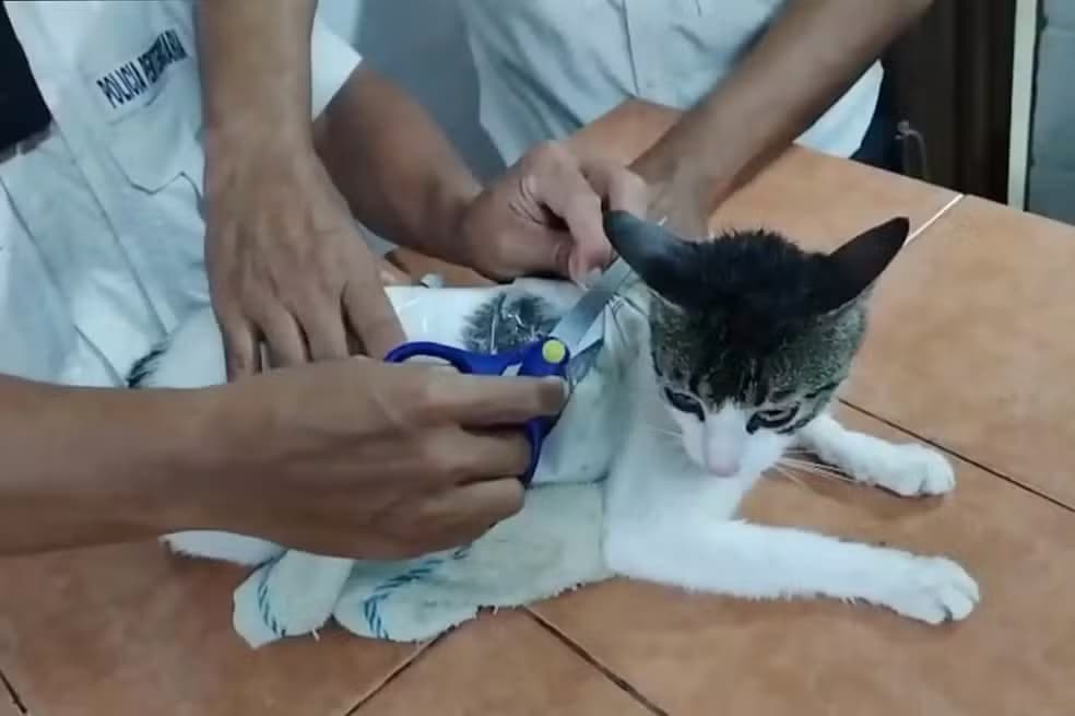 &#8220;Traficante de 4 patas&#8221;: Gato é flagrado contrabandeando maconha e crack para prisão na Costa Rica