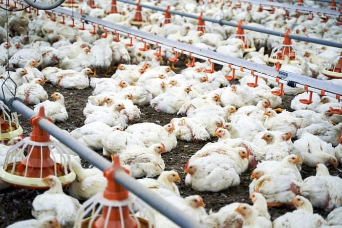 Primeiro caso de gripe aviária em granja do Brasil é confirmado; China suspende importação de frango