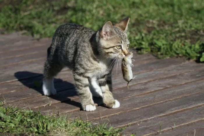Risco para gatos: saiba porque você não deve deixar seu animal comer baratas, lagartixas ou ratos