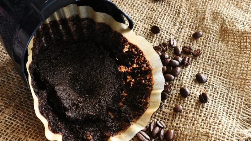Não jogue a borra do café após o uso! Conheça 3 maneiras de reaproveitá-las em casa