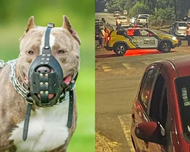Criança de 6 anos é atacada por cachorro da raça pitbull no Paraná