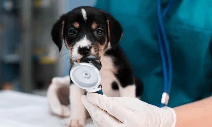 Conselho de Medicina Veterinária abre concurso com salários de até R$ 11 mil