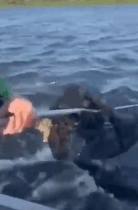 VÍDEO: Pescadores salvam filhote de onça de afogamento em rio
