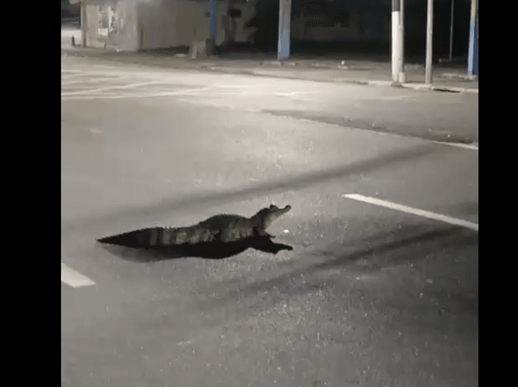 VÍDEO: Jacaré de quase 3 metros &#8216;passeia&#8217; pela Djalma Batista e chama atenção em Manaus
