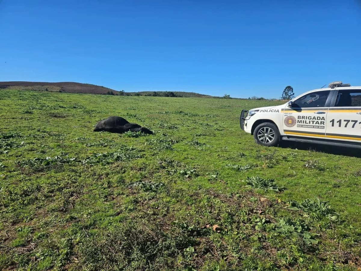 Idoso de 80 anos morre ao ser atacado por touros, no Rio Grande do Sul
