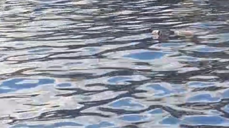 VÍDEO: Corpo é encontrado preso em galhos de igarapé na zona Oeste de Manaus