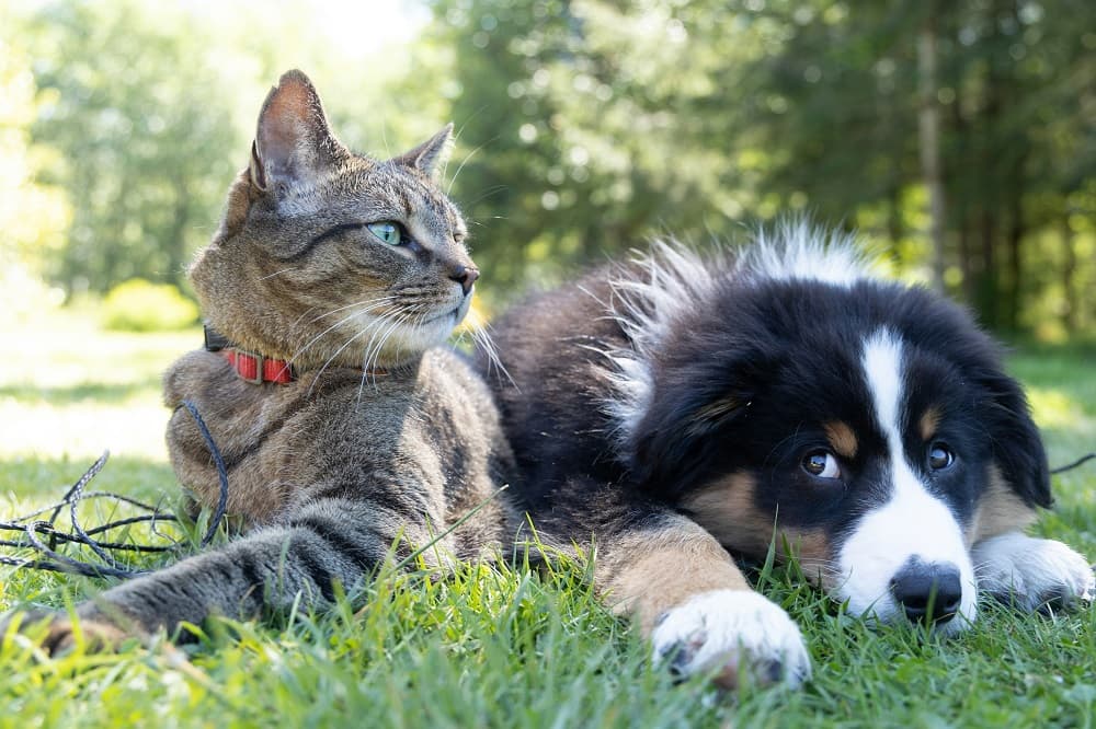 Governo sanciona lei que proíbe tatuagens e piercings em pets no Brasil