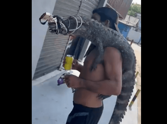 Homem tenta trocar jacaré por drogas em Manaus: &#8216;símbolo da Lacoste, rapaziada&#8217;