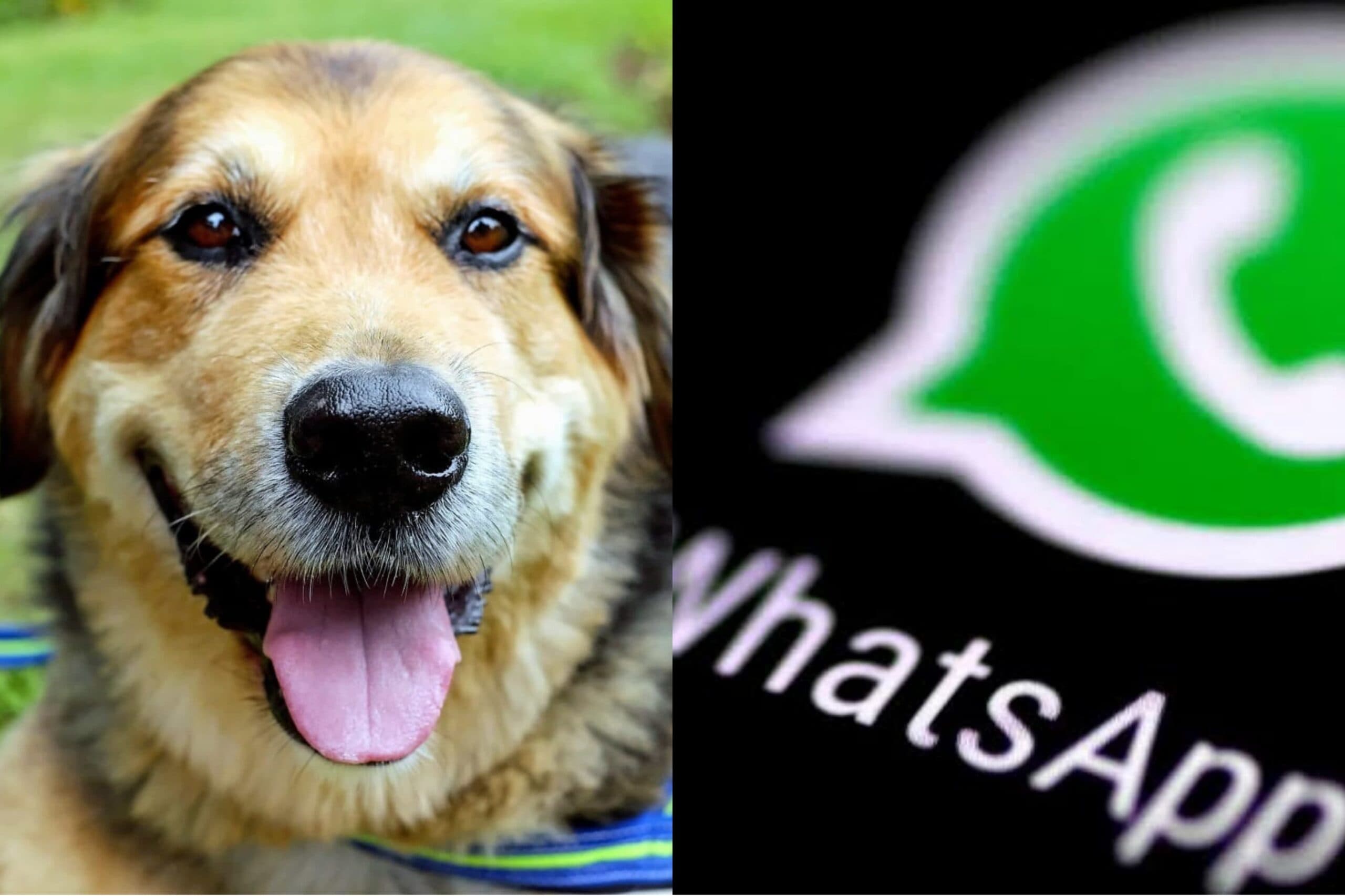 &#8220;Modo cachorro&#8221;: nova tendência conquista usuários do Whatsapp; saiba o que é e como fazer