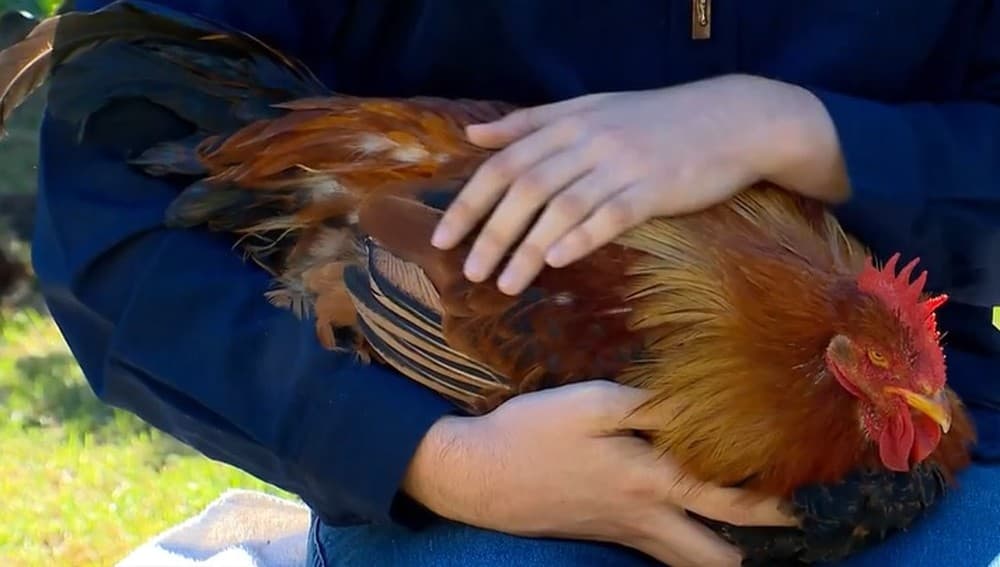 Galinha passa por &#8216;reversão sexual rara&#8217; e vira galo no RS; entenda