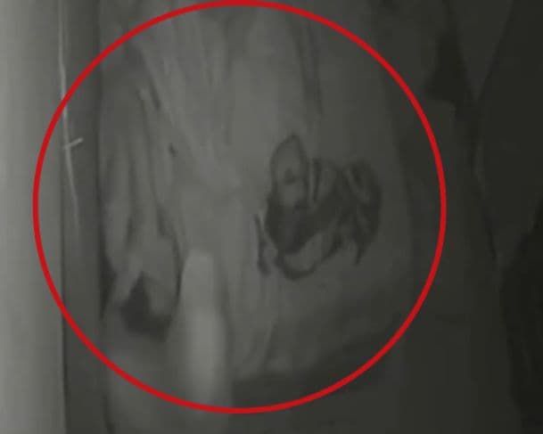 Grávida é agredida dentro de casa durante invasão e marido reage contra criminoso no AM