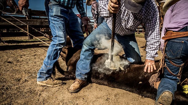 Proibição de marcação de animais com ferro quente tem texto rejeitado por Comissão de Justiça da Câmara dos Deputados
