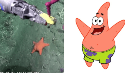 É o Patrick? Estrela-do-mar vira meme no mar argentino
