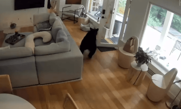 Cãozinho enfrenta urso e o expulsa de casa no Canadá